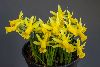 <em>Narcissus</em> 'Bowles Early Sulphur x cyclamineus'